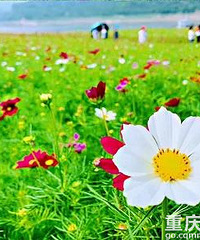 �����ɣ������������ʢ���ڣ��Լ�40���Ӿ͵�