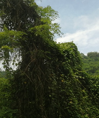 ϴκõطз糵޲ݣһ̫