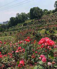 10��Ǯ�����ĵ������Ļ�԰������ˣũ���ֳ��տ��͡�С��կ��