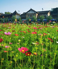 Ϧ���µİ���ľ���ӽ֣�һ���޼ʵĸ�ɣ����