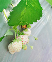 ���ڣ�����Ҳ��ժ����ѩ��ݮ