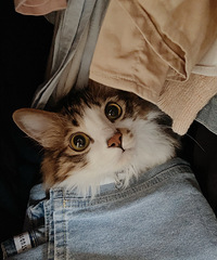 捡到长毛猫弟弟的时候它已经2个月了,记录下它的成长史