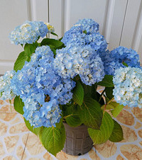 ��������úõ�����ͻȻ�����ˣ�������������ô����ѽ��