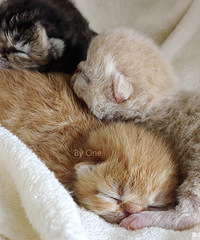 ����ļӷ�è������ֻĸ�̣������λ�����æ����