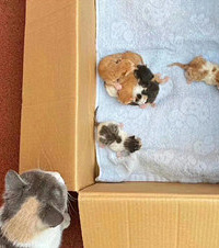 疫情期间捡到的流浪猫做了妈妈,有好心人收留它这一家7口吗?