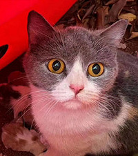 疫情期间捡到的流浪猫做了妈妈,有好心人收留它这一家7口吗?