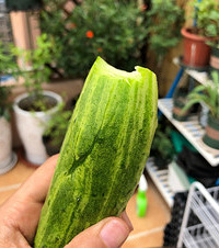 ÿ���°����3��Сʱ������С��԰���һ����˰��ȡ��ƹϡ�˿��