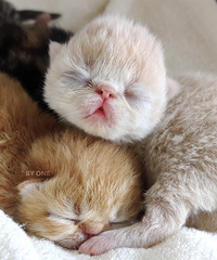 ����ļӷ�è������ֻĸ�̣������λ�����æ����