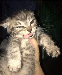捡到一只美克斯,它的爸爸是美短妈妈是狸花猫,终于找到了好心人