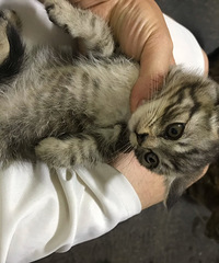 捡到一只美克斯,它的爸爸是美短妈妈是狸花猫,终于找到了好心人