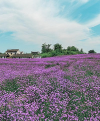故事还是从古镇门口的紫色花海说起……