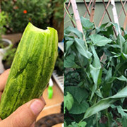 种菜也会上瘾的