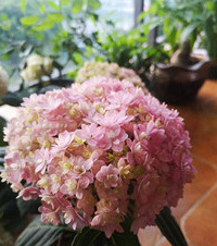 小阳台也能种出超美的鲜花,最爱重瓣花手鞠,粉白配嫩绿太乖了