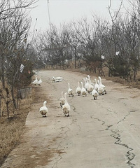 ͻȻ֪���������Ǯ�������ǿ�����˵��ֵ�˰����ũ��