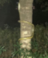 �ڻ�뵺����С�࣬��¥��Ķ�����ɴ����