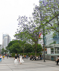 观音桥步行街发现一大片紫藤花,走进一看尴尬了……
