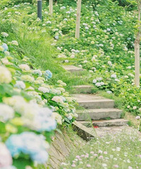 ������ʢ����ȥ������Щ�ط������򻨺����������