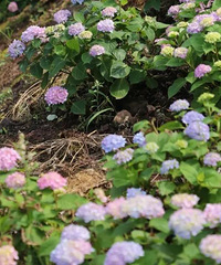 ������ʢ����ȥ������Щ�ط������򻨺����������