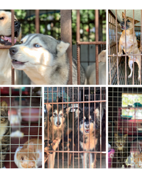 700��ֻ���˹������ƻ����а�����û������