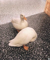 ����һ������ɫ��Χ�Ŀ������������ѼѼ����