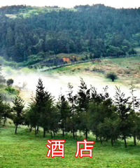 带着狗子耍武隆仙女山,酒店风景居然比景区值得看,出片太美