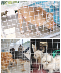 700��ֻ���˹������ƻ����а�����û������