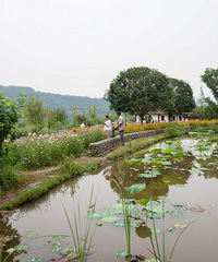 西流沱小镇旁边有个滨江亲水公园,看花赏景超级放松