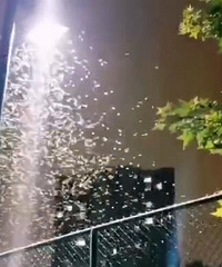 朋友圈全是这个涨水蚊,你家有吗?