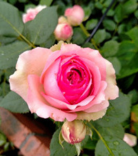 ��ɳ���ɿ�ϧֻ��һ�������������ҵ���һ����ɳ�ġ������Ʒ��