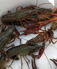 �������ܵ�С��Ϻ���㣬ժľ��Ұ�۲˺�ɣ�ݣ�ȫ����ҪǮ����ˣ