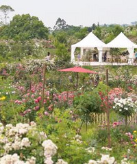 ������һ�������ܻ�԰������ĩ����ɻ�԰��