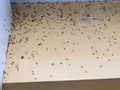 你家里有涨水蛾吗?