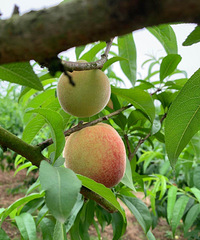 大学城虎峰山的桃子熟啦,不要门票,从树上摘的确实比超市的好吃