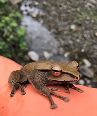 峡谷徒步穿越+露营,这些小动物你们都认识多少?