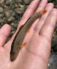 Ͽ��ͽ����Խ+¶Ӫ����ЩС�������Ƕ���ʶ���٣�