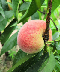 感觉今年的水果采摘得特别快~这里的蓝莓和桃子已经可以摘了