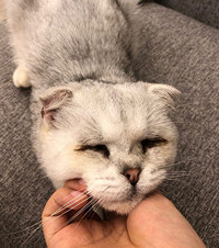 这只猫被救助的时候已经没了双眼,经过治疗,它也终于找到了新家