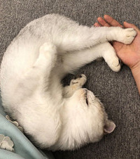 ��ֻè��������ʱ���Ѿ�û��˫�ۣ��������ƣ���Ҳ�����ҵ����¼�