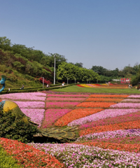 ͣ����ѵĹ�԰���ƻᣬ�������߲ʻ��ﶼ����ɫ�����ж�ͯ��԰