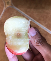 团的油蟠桃新鲜好吃,个大核小水分很足