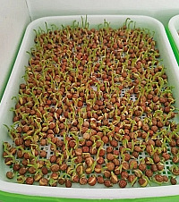 不到20块,在家一周就吃上芽苗菜!某宝买的种菜神器真香
