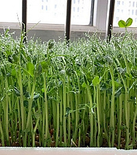 ����20�飬�ڼ�һ�ܾͳ���ѿ��ˣ�ĳ������ֲ���������