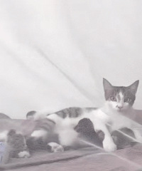 ��һ����ѧ���˷��֣������Ѿ������Ұ������԰