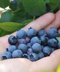 ��ݮ��ժ����ʱ����Щ��ɫ���ջ������㷢������