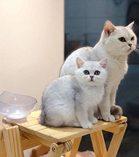 养猫真的不容易!做了决定养猫后,准备了这些装备
