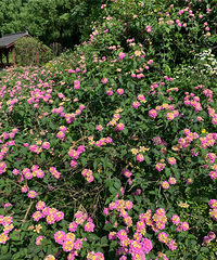 这个时候的照母山超级适合拍照,空气清新舒服