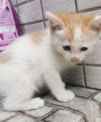 捡到2只两个月大的猫,橘白猫已被认领,还有三花妹妹求好心人