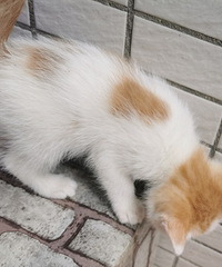 ��2ֻ�����´��è���ٰ�è�ѱ����죬�������������������