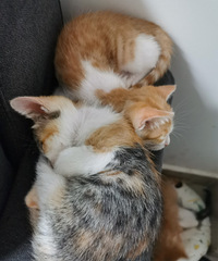 һ��С��è�����������������������һ��Ҫ�����Ǻã�