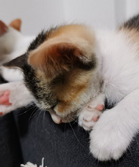 һ��С��è�����������������������һ��Ҫ�����Ǻã�